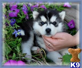 Siberian Husky Puppies Registered For Sale